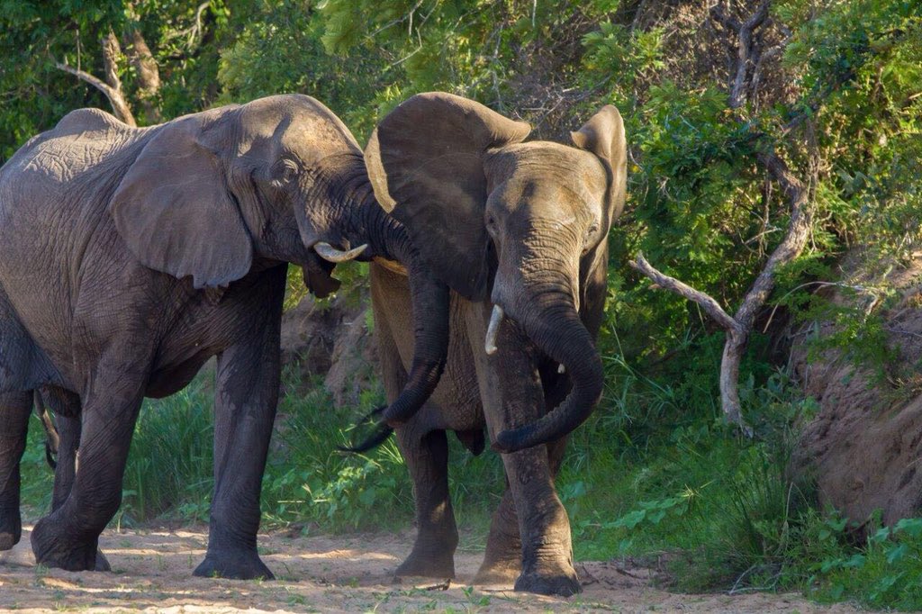 Elephant Love

#wildlife #wildlifephotography #nature #naturephotography #animal #animals #animalphotography #travel #travelgram #SouthAfrica #krugerpark #wu_africa @wu_africa <a href="/pocket_animal/">Victor Sánchez</a> #photography #wilderness #africa #african #safari #africansafari