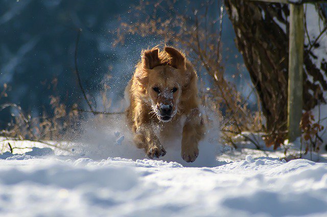 MyPetPail's tweet image. #DogsOfWinter Here's your daily dose!