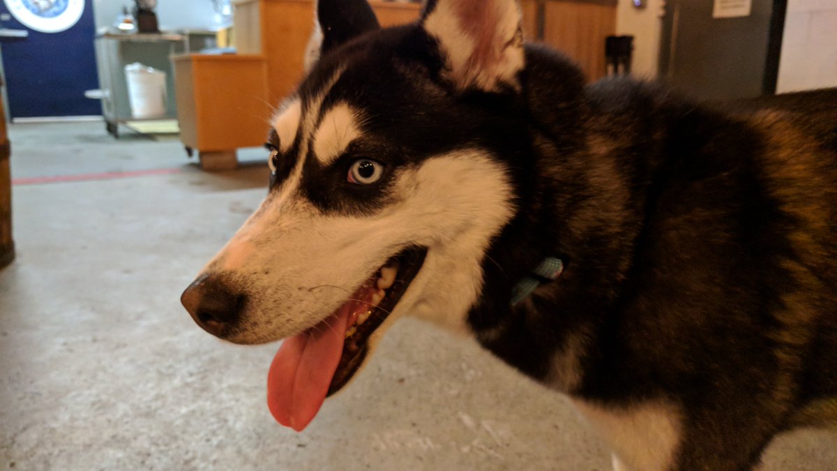 The brewery's got a new beer dog: Mo(saic)! Friendly as heck pupper who sweet as can be. Come say hi!

Also! Still got around 40ish crowlers of Bonnie plus plenty of Alvara and Melody w/ Peaches. Expecting we'll run out of Bonnie by tonight. Cheers! 🍻