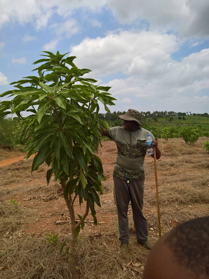 BBuganzi's tweet photo. Great way to finish 2017 through learning by example how one lives his dream. At Jaribu Mpakani in Kibiti, with humble farmer Franklin Bagalla of @TomoniFarms. 

Humble✅ 
Determined✅
Flexible✅
Pursuit of Purpose✅ 
#ItsNotAboutHavingADreamButRatherLivingIt
#2017Hero https://t.co/s6YU0vkqex