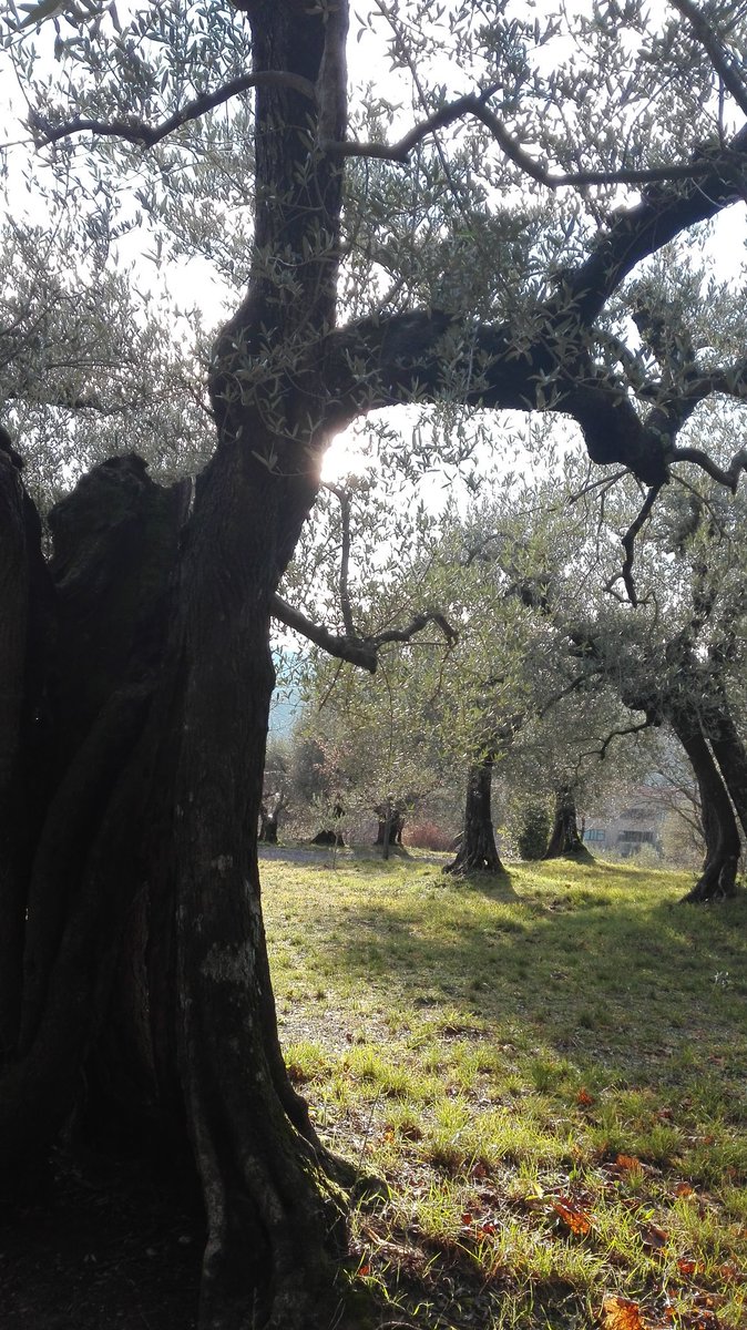 LaTataBlu's tweet photo. #Perugia #MonteGrillo 💚 https://t.co/OOYvHpXojK