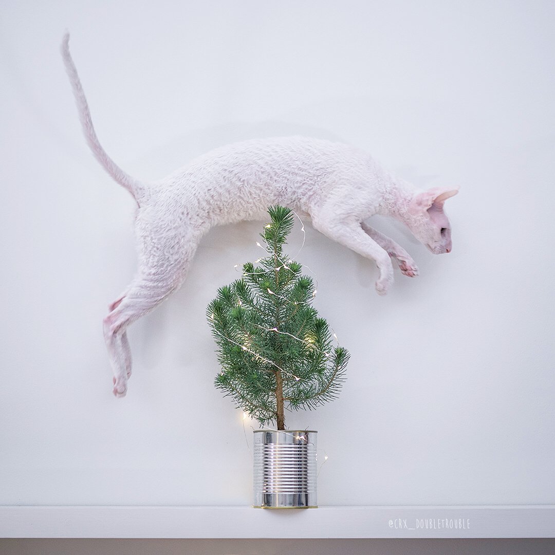 crx_doubletroub's tweet photo. #remake, a Christmassy leap of faith ๐ #christmastree #jump #catagility #christmasdecor #cornishrex #picea #catsofinstagram https://t.co/4ouaJNHUw8 https://t.co/T1ZsbtD2gj