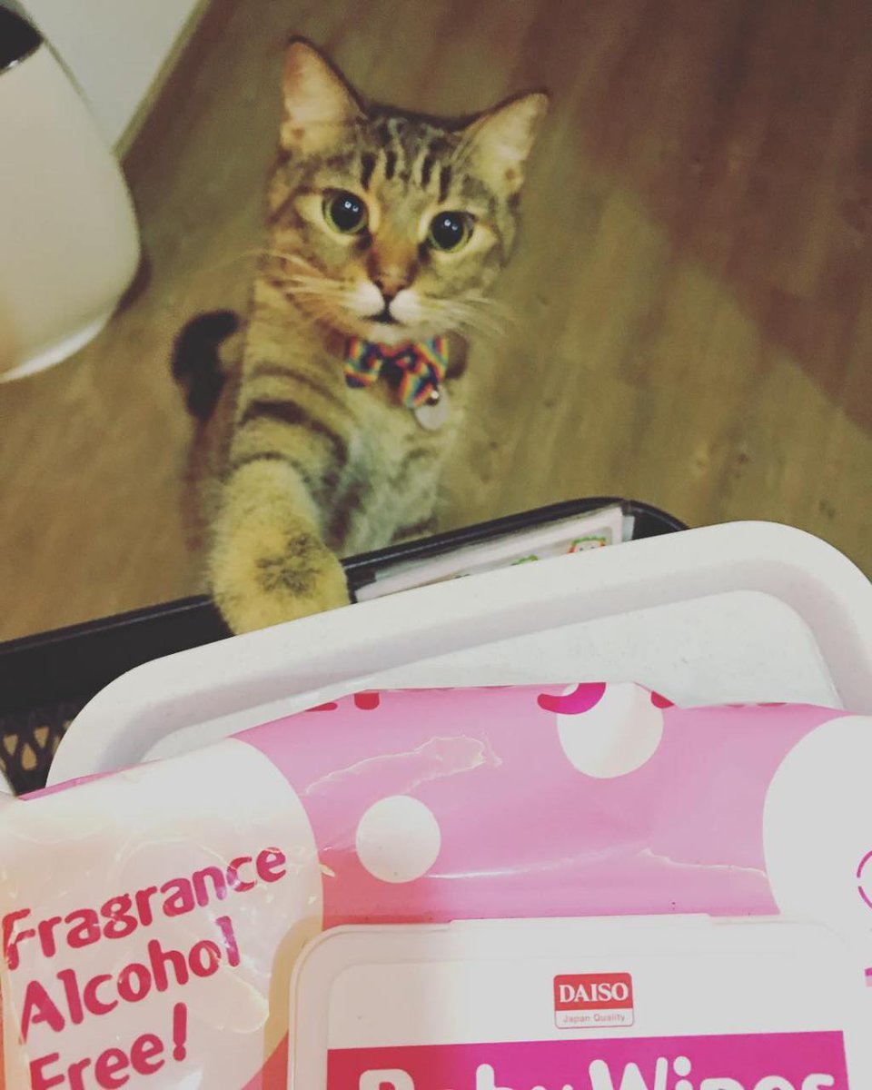 joyc501's tweet image. Trim my equipment and the cat decides it's good to play. #sofiat … housingalternative.org/2017/12/trim-m…