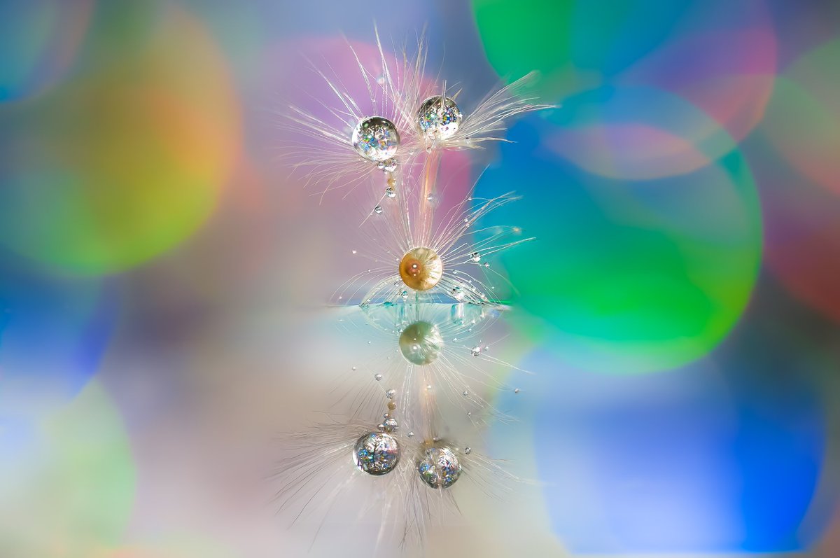 Mario_Nicorelli's tweet photo. #nikonitalia #macro_spotlight #water #nikontop #topshop #life #fotoclubcentrostile #domiad #topselection #topselects #professionalphotographer #mylife #colores #treviso #oderzo #nphotography #drops #flowers #nikonclubitalia #macro #new_photoitaly #domiadphotonetwork #Nikon https://t.co/DGYFn544MZ