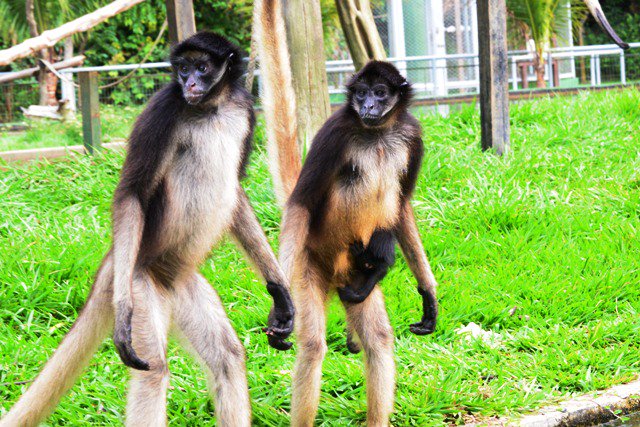 Macaco-aranha fofo em um zoológico