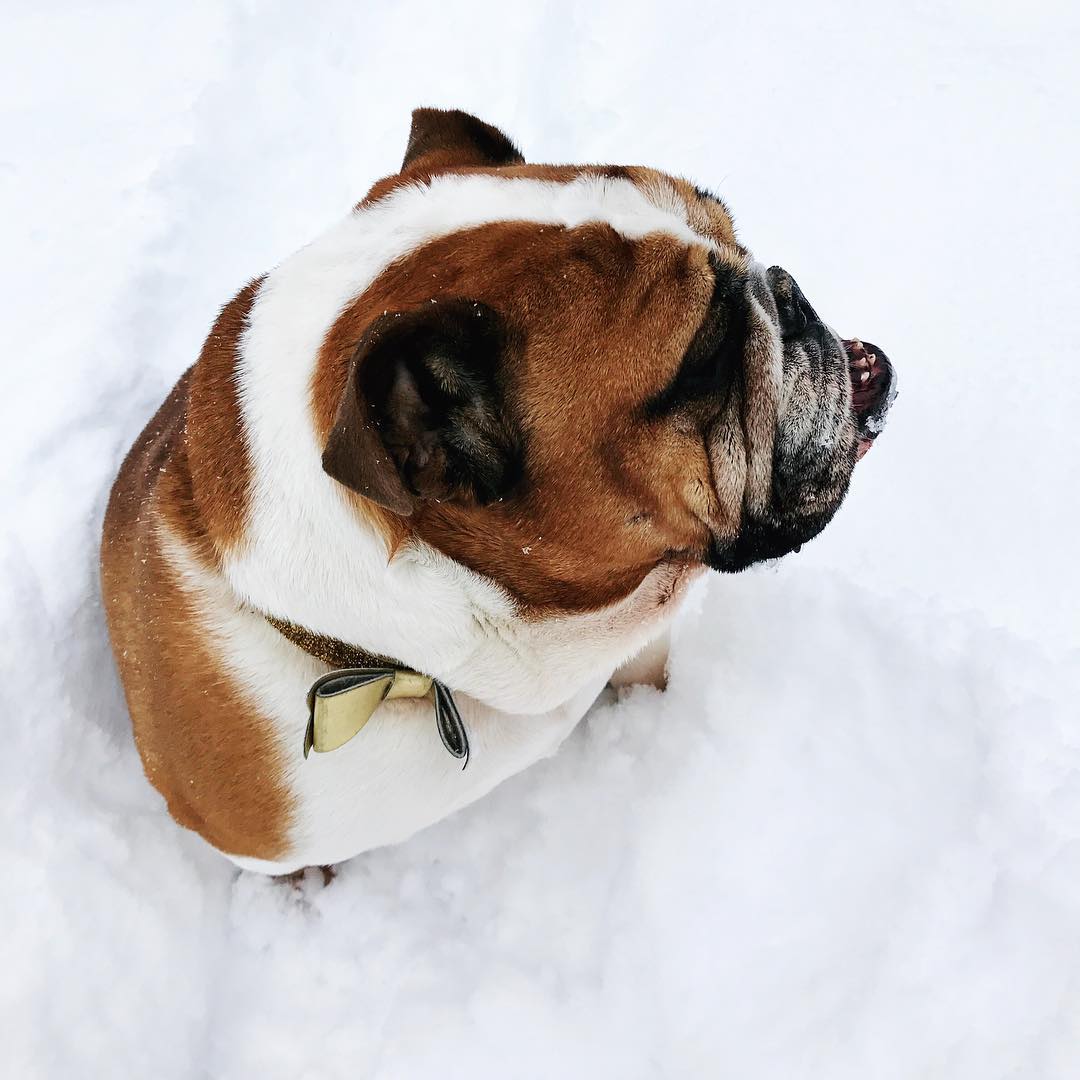 Laura_Thomas_'s tweet photo. "Snow had fallen, snow on snow, snow on snow,
In the bleak midwinter, long ago." #snowonsnow #englishbulldog https://t.co/VMr7toOh8y