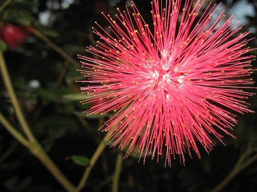 AvaRose82's tweet photo. The firework flower #FloralFriday https://t.co/6OuptsxTCq