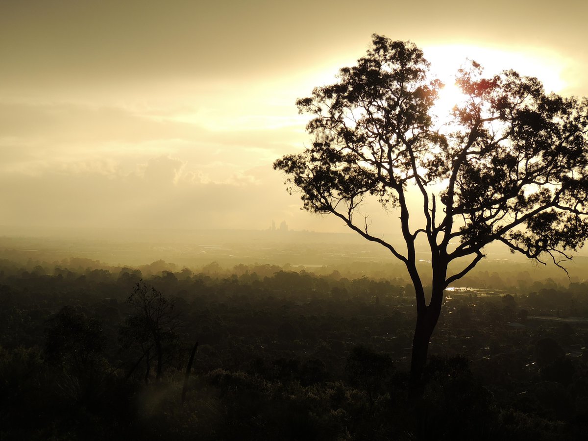Simply_Simon81's tweet photo. A #blast from the #past- View on the Perth CBD from the hills after the rain
@tweetperth @hello_perth @WestAustralia @ExperiencePerth 
#hills #rain #goldenlight #justanotherdayinWA #thisisPerth #Perth #tree https://t.co/BxFBpbVClv