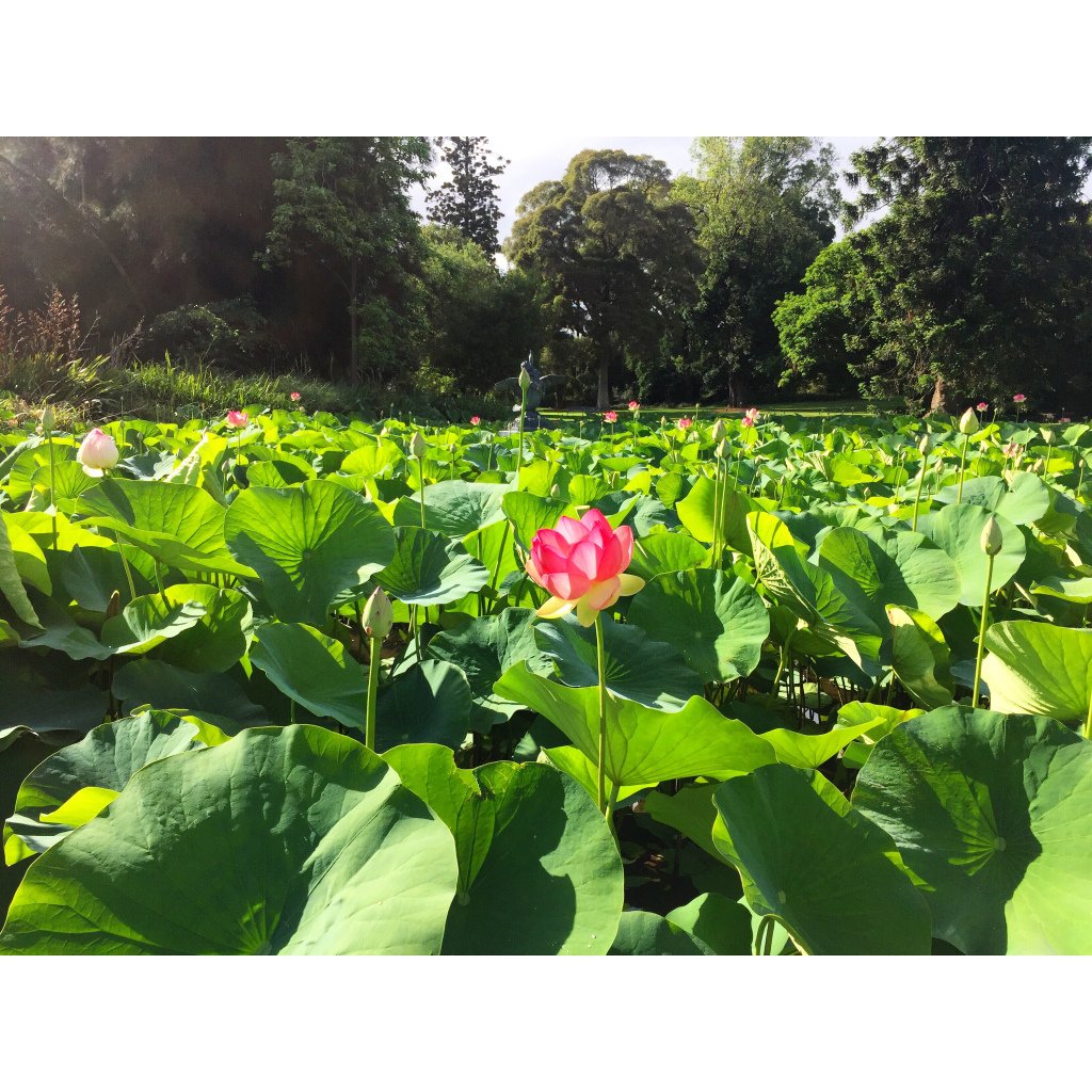 NatBrunoli's tweet photo. bloom https://t.co/639Vk8BZLH https://t.co/zskUbaOmEO