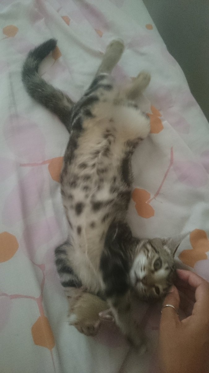 torrezroxana's tweet photo. Nos hace mucho calor y tenemos fiaca... Mi ichii 😻🐱🙈 https://t.co/fp0rOZeojR