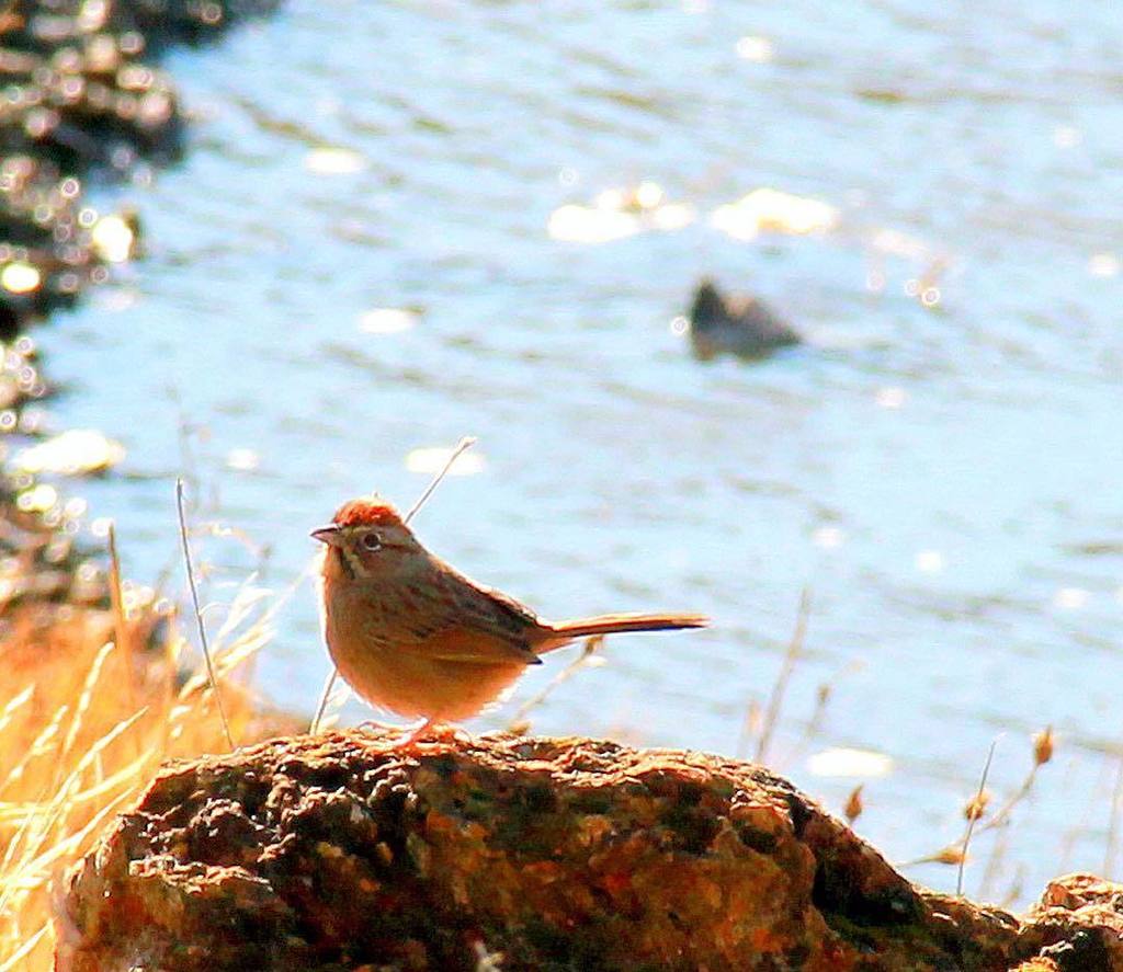 WilburHotSpring's tweet photo. "I heard a bird sing
In the dark of December
A magical thing
And sweet to remember"
-Oliver Herford
.
.
.
#quotes #quotestoliveby #quotestoremember #december #bird #sunbathing #geothermal #healingwater #WilburHotSprings #hotsprings #naturelove #naturelov… https://t.co/0FxE3hQkrR https://t.co/QeH0P5yrXP