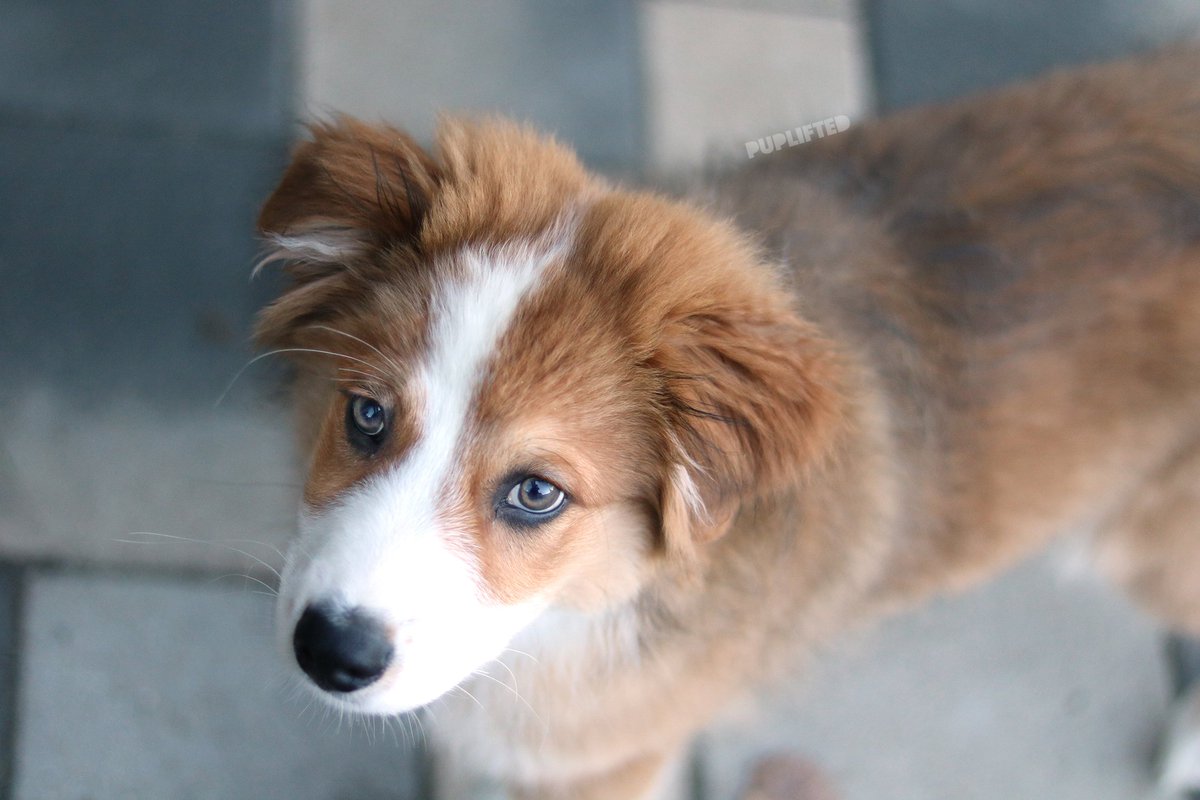 puplifted's tweet photo. 💬 I love digging holes in my owner’s garden and playing with some of my friends. 💬
- Buddy

🔗 https://t.co/FSVg0uOcKD
#️⃣ #australianshepherd #bordercollie #mix #puppy #dogsoftwitter #puppylove #pupprofile #doglover #pets #cuteanimals https://t.co/pFOCCDvotX