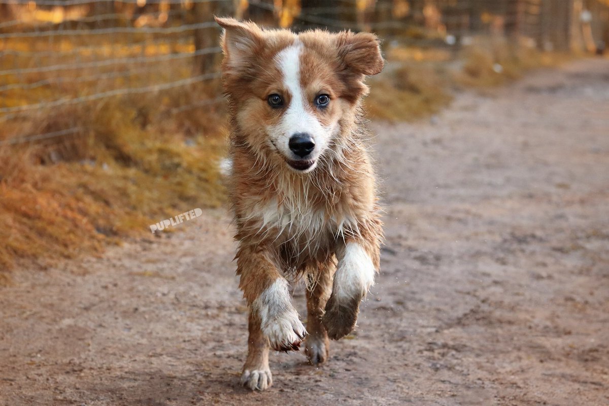 puplifted's tweet photo. 💬 I love digging holes in my owner’s garden and playing with some of my friends. 💬
- Buddy

🔗 https://t.co/FSVg0uOcKD
#️⃣ #australianshepherd #bordercollie #mix #puppy #dogsoftwitter #puppylove #pupprofile #doglover #pets #cuteanimals https://t.co/pFOCCDvotX