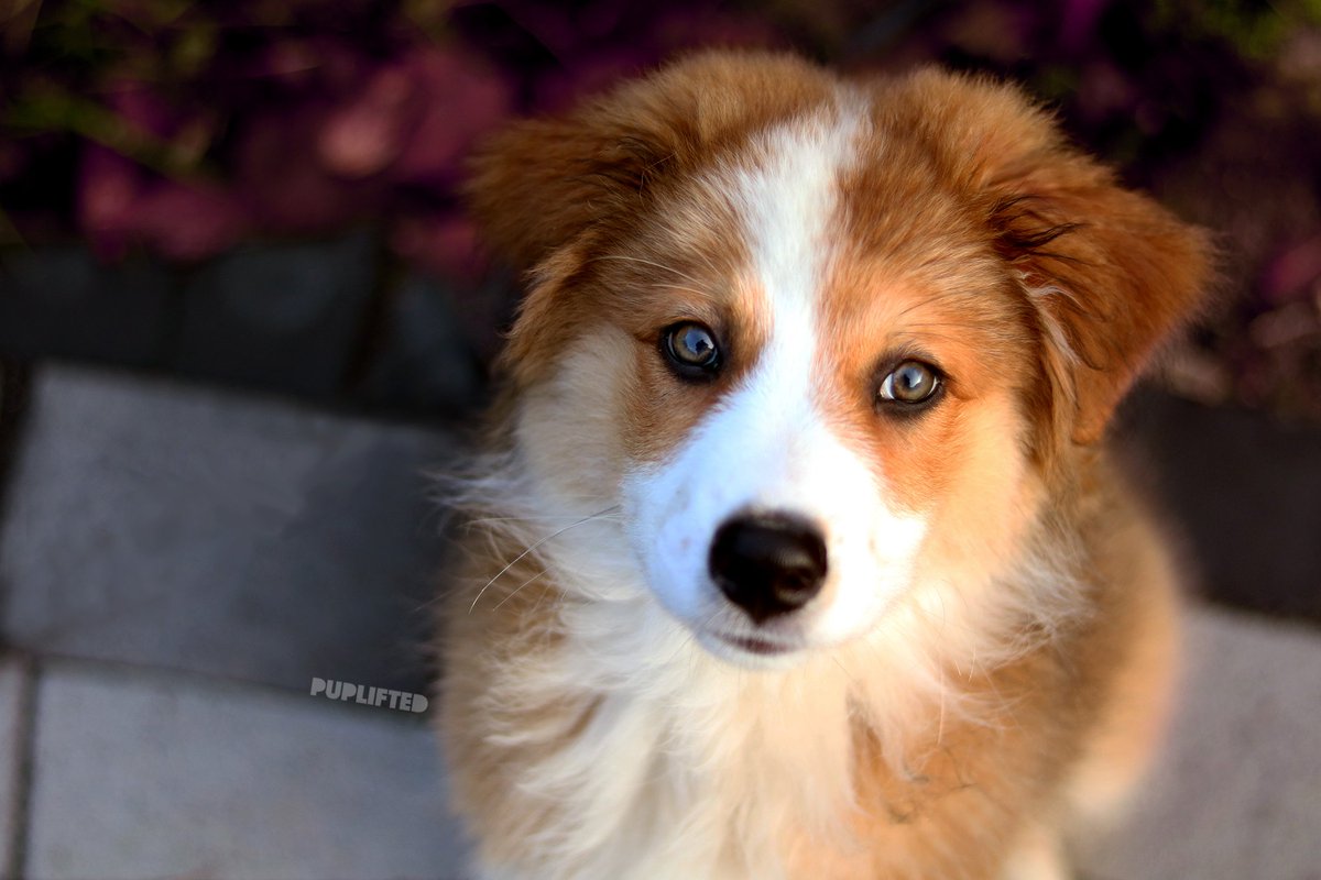 puplifted's tweet photo. 💬 I love digging holes in my owner’s garden and playing with some of my friends. 💬
- Buddy

🔗 https://t.co/FSVg0uOcKD
#️⃣ #australianshepherd #bordercollie #mix #puppy #dogsoftwitter #puppylove #pupprofile #doglover #pets #cuteanimals https://t.co/pFOCCDvotX