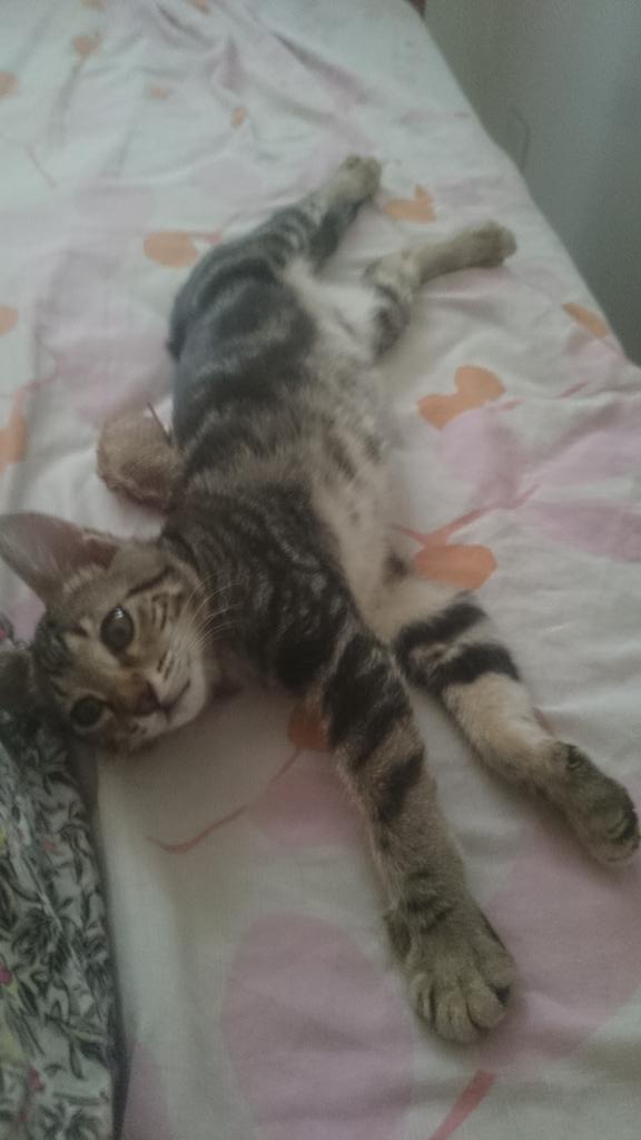 torrezroxana's tweet photo. Nos hace mucho calor y tenemos fiaca... Mi ichii 😻🐱🙈 https://t.co/fp0rOZeojR