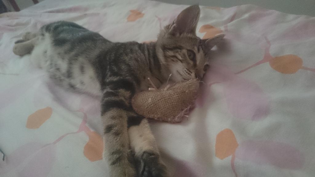 torrezroxana's tweet photo. Nos hace mucho calor y tenemos fiaca... Mi ichii 😻🐱🙈 https://t.co/fp0rOZeojR