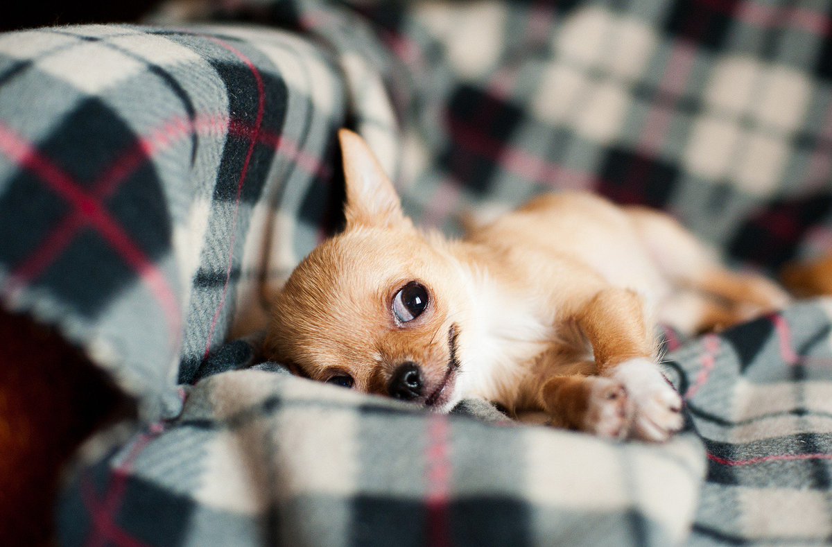 DogPeopleRCool's tweet photo. It’s finally the weekend! Hopefully everyone gets to be just as relaxed as this Chihuahua here 😌 #dogpeoplearecool https://t.co/S1epnnMmZw