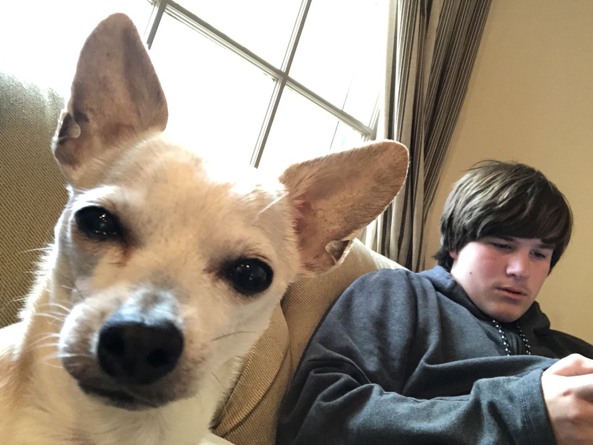 DanaMitchellHen's tweet photo. Doggie selfie https://t.co/YZBPiffoQz