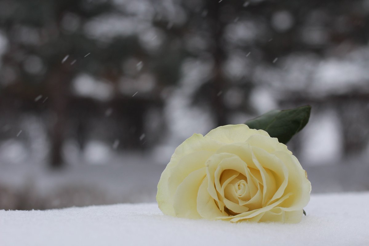 nelesa_marie's tweet photo. Simone Radde,
I made a promise to you and myself to continue photography and dedicate each photo in your memory. I received this rose today from you. I hope you like the angles. I love you and will forever keep your name and memory alive.
#SmilingForSimone #SimoneStrong https://t.co/zkdIN6hd2w