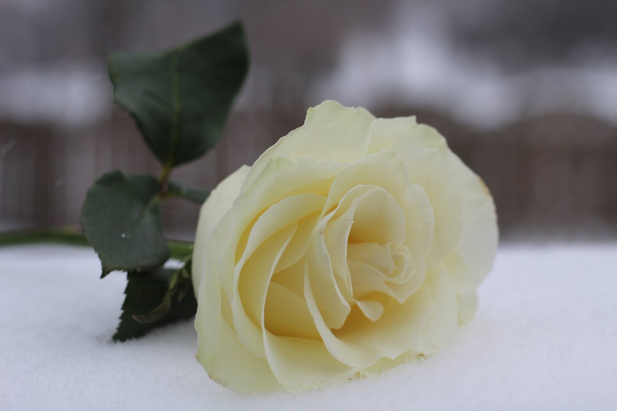 nelesa_marie's tweet photo. Simone Radde,
I made a promise to you and myself to continue photography and dedicate each photo in your memory. I received this rose today from you. I hope you like the angles. I love you and will forever keep your name and memory alive.
#SmilingForSimone #SimoneStrong https://t.co/zkdIN6hd2w