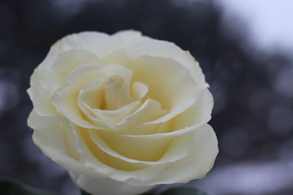 nelesa_marie's tweet photo. Simone Radde,
I made a promise to you and myself to continue photography and dedicate each photo in your memory. I received this rose today from you. I hope you like the angles. I love you and will forever keep your name and memory alive.
#SmilingForSimone #SimoneStrong https://t.co/zkdIN6hd2w