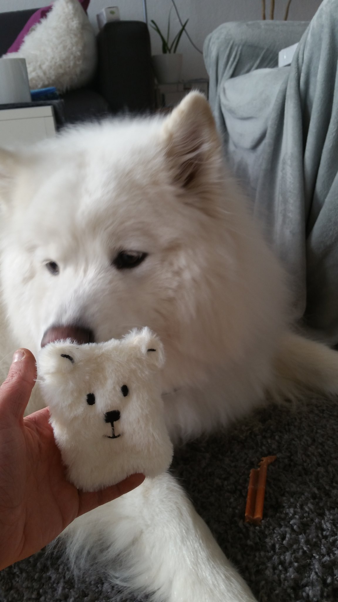 Ollie Samoyed on X