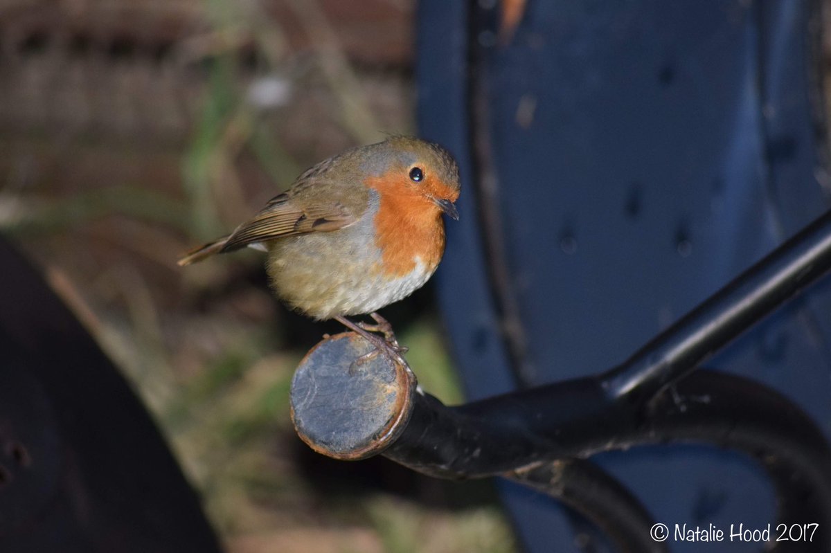 NatalieAHood's tweet image. It&apos;s #fridaynight &amp;amp; my #Robin family is out I&apos;m using my security lighting &amp;amp; #polarizingfilter 💡 #NightPhotography tips needed 😬 #Nikon