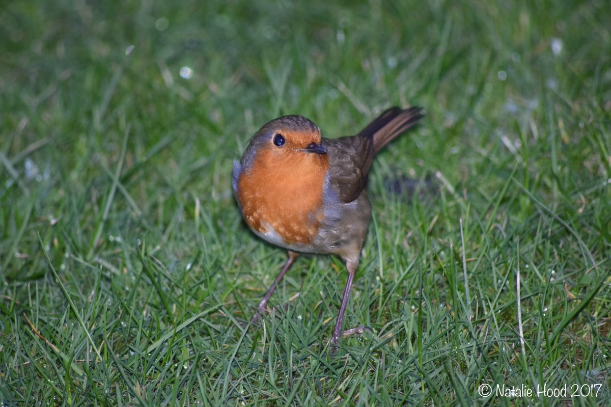 NatalieAHood's tweet image. It&apos;s #fridaynight &amp;amp; my #Robin family is out I&apos;m using my security lighting &amp;amp; #polarizingfilter 💡 #NightPhotography tips needed 😬 #Nikon