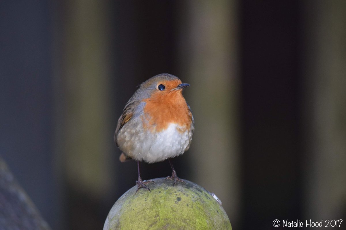 NatalieAHood's tweet image. It&apos;s #fridaynight &amp;amp; my #Robin family is out I&apos;m using my security lighting &amp;amp; #polarizingfilter 💡 #NightPhotography tips needed 😬 #Nikon