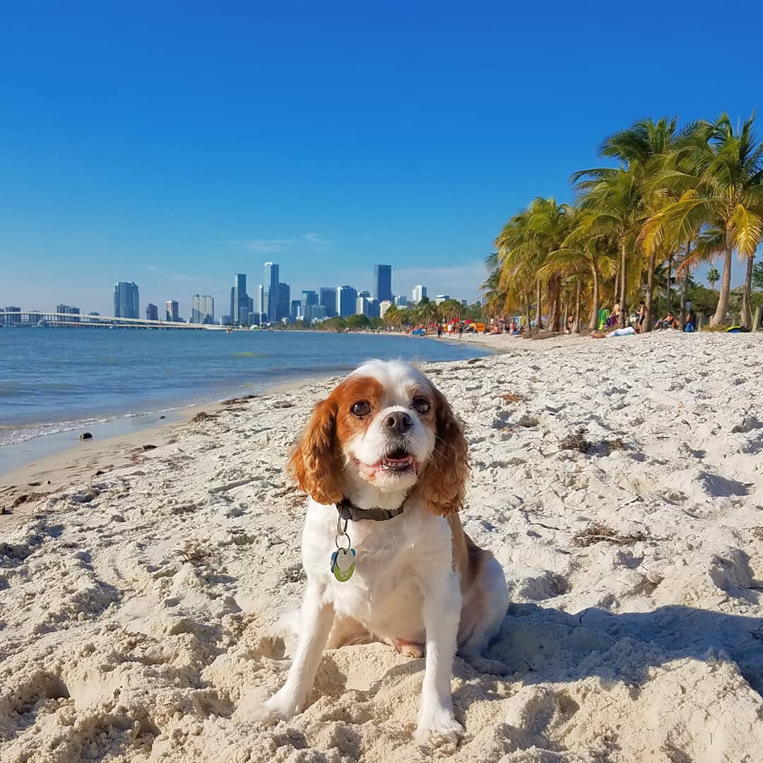 rsemmel's tweet photo. We hear it's cold today in NYC. #LoveFL #CharlieBee ☀🌴 https://t.co/ZEszJLvi2o