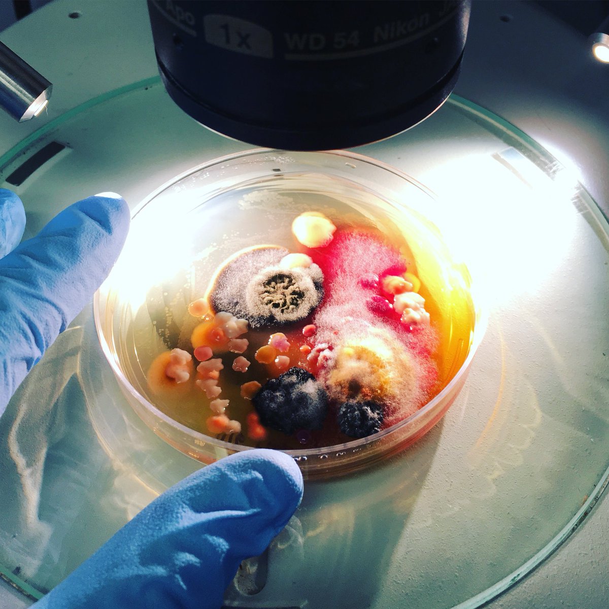 Dr. Anne A Madden tweet media