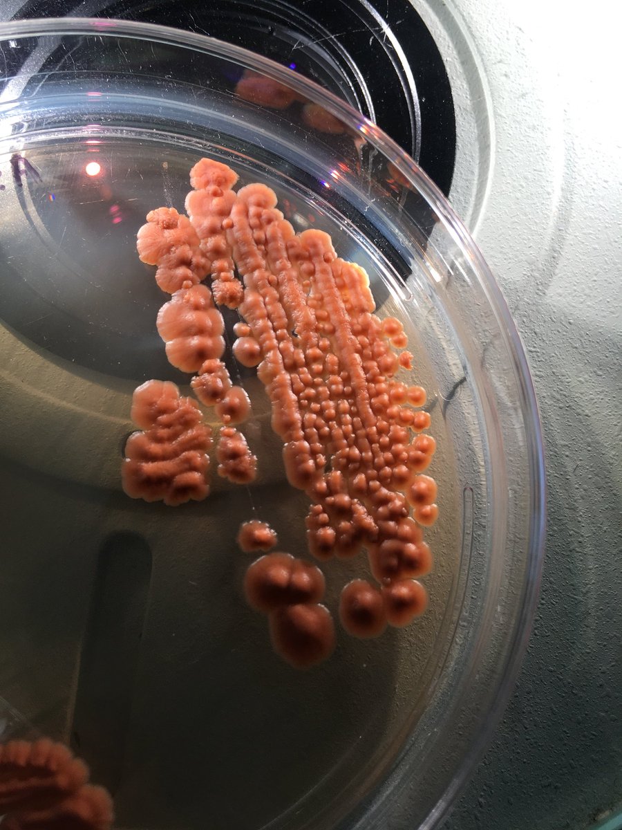 Dr. Anne A Madden tweet media