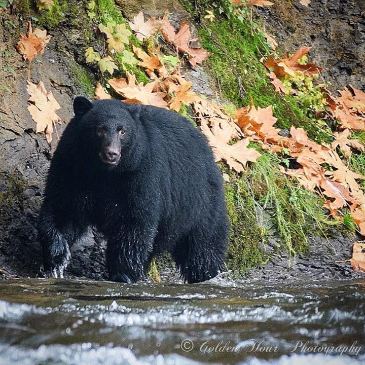 GoldenHourPics's tweet photo. Time to go fishing and fatten up for the winter 🐻
.
.
.
#yyj #westcoast #naturephotography #nature #naturepics #photography #goldenhour #bc #westcoastbestcoast #pictures #art #natureart #VancouverIsland #wildlife #wildlifephotography #wonderful_places #sharecangeo #sharecan… https://t.co/0ED0dhb1VI