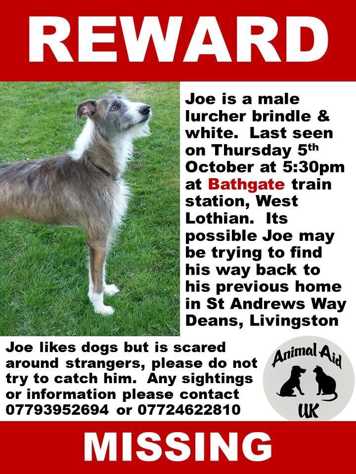 missingdogs155's tweet photo. Joe 
Missing Lurcher from 
West Lothian since
October ❤️ https://t.co/Ona9d5M2Rq