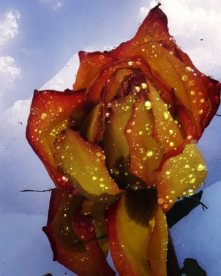 whatEYEview's tweet photo. Thinking Spring 🌹 #shootforgreatness @amazinglybeaut 📷 #wanderlustXL 🎇 @HappyMy_Love #photography 🌠 @peac4love 😀 #thephotohour @imaigen 🌹 #VeautifulDay @CanonUSAimaging #snow @worldloveflower #RetweeetPlease as beautiful as @elenadavies https://t.co/hyaf0IMCHv