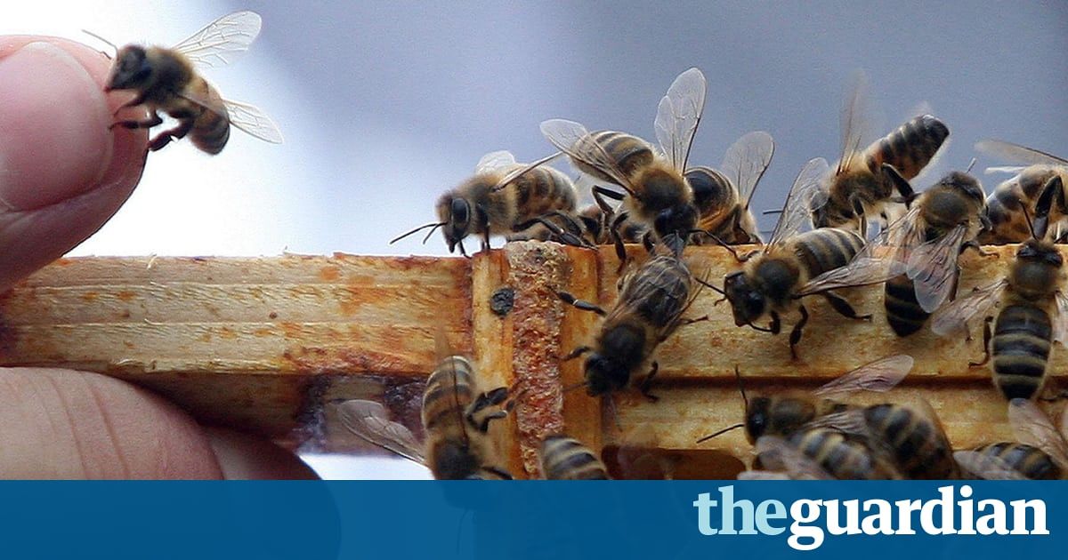 BeesBeyond's tweet photo. Alarming link between fungicides and bee declines revealed https://t.co/r3nnDZrJxT https://t.co/3ERS0mIcA1