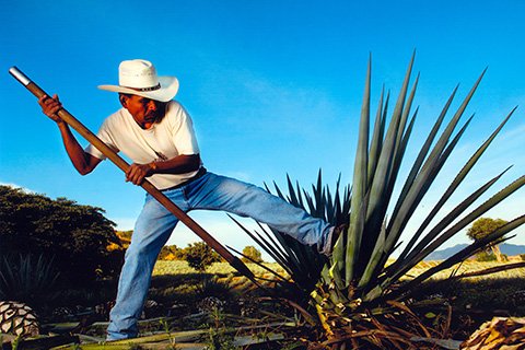 Te esperamos en #cofradia360 Algo mas que tequila #vacacionesinvierno <a href="/haciendasycason/">Haciendas y Casonas</a> <a href="/tesorosdemexico/">Tesoros de México</a> <a href="/JaliscoEsMexico/">Jalisco Es México</a> @consultoreshote <a href="/CarlosHdzRamos/">CarlosHernandezRamos</a> <a href="/MaticesHotel/">MaticesHotelBarricas</a>  #tequilacofradia #cofradia360 #tequilapueblomagico #haciendasycasonas #tesorosdemexico