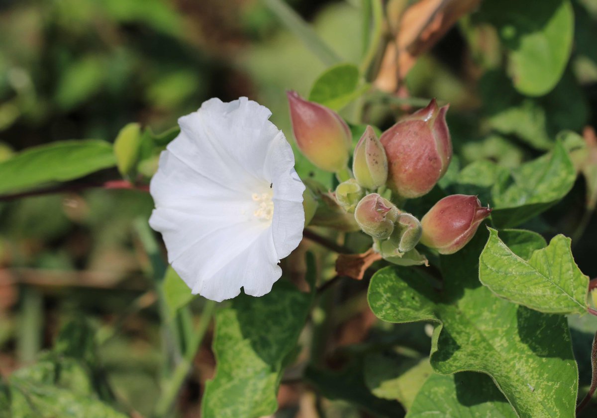Yama フウセンアサガオ ヒルガオ科 Operculira Turpethum 赤い蕾がめだつなと思っていたら これは花が終わった後のもの 萼片がふくらんで果実を包みこむので フウセンという名前がついているようです 結実した果実の中には１ ４個の種子 タイの