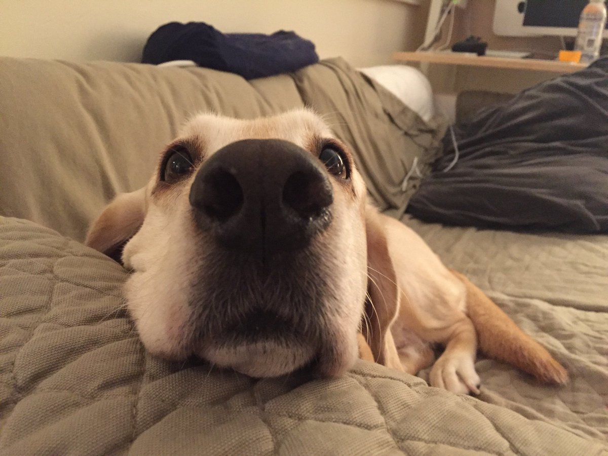 PigletteLaB's tweet photo. @RileyDevilDog Is very #belikepixie ! You are preshis like pix too. ;-) https://t.co/5jIHE3Jgnx