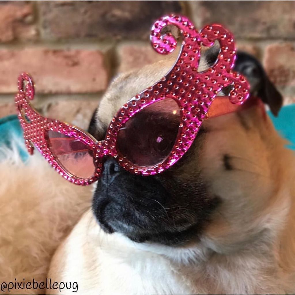 pixiebellepug's tweet photo. Hope the last Friday of 2017 is fabulous, darlings... โจ๐โจ
.
#pixiebellepug #pugs #pugsofinstagram #pugbasement #pugloversclub #worldofpugs #qtpugs #cutepetclub #dailyfluff #smilingpugs #worldofcutepets #thetomcoteshow #speakpug #pugdiary #dailydoseoโฆ https://t.co/rBrEG9LrjJ https://t.co/VNVBBtxx3d