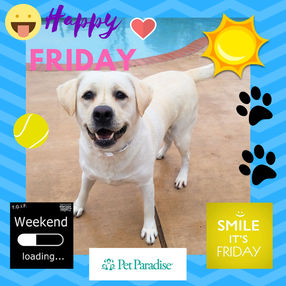 PPRNewOrleans's tweet photo. Happy Friday everyone from Harper and the rest of the Pet Paradise New Orleans Gang. #TGIF #PPRNOLA #petsplay #mypetparadise https://t.co/d0CEaYaWCu