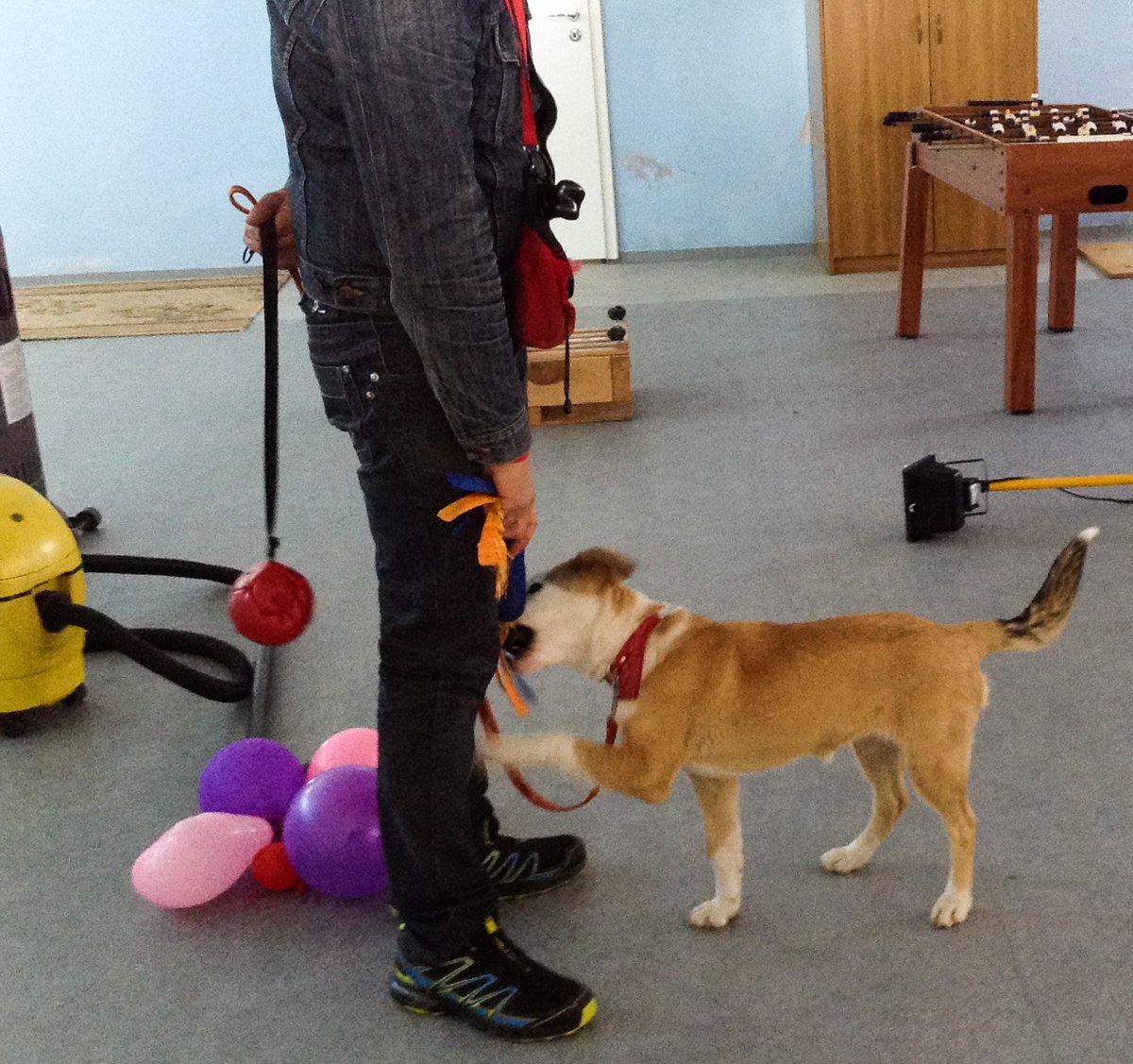 Damir &amp; Lea trainers from Psivodici, Zagreb working with the Bosnian therapy dogs. All the dogs have been rescued from the street and will be trained as therapy dogs for children by their trainee handlers, to set up the first therapy dog group in Bosnia.