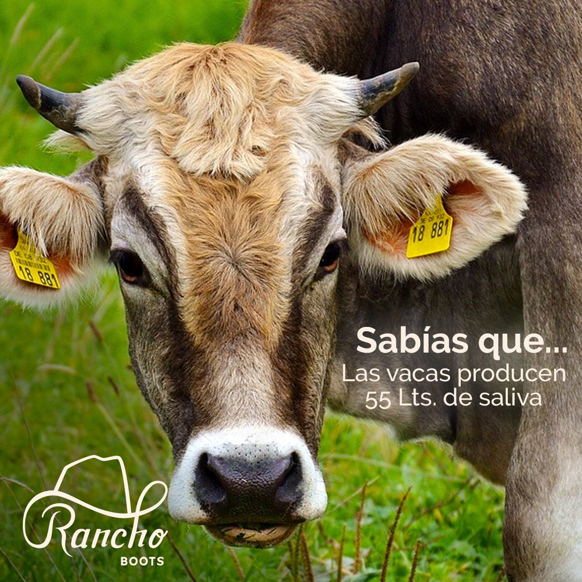 BootsRancho's tweet photo. Casi todas las vacas mastican al menos 50 veces por minuto. 🐄 https://t.co/kCLZXK9se8