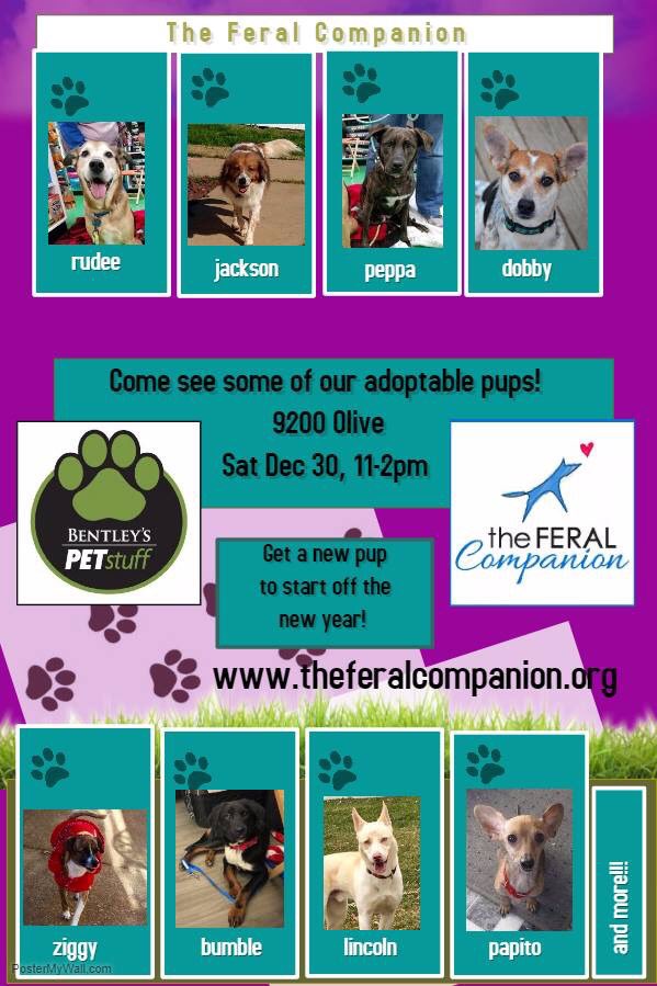 FeralCompanion's tweet photo. Come see us at Bentley’s on olive tomorrow! #tfcdogs #adoptaformerferal https://t.co/hCwzOawLYR