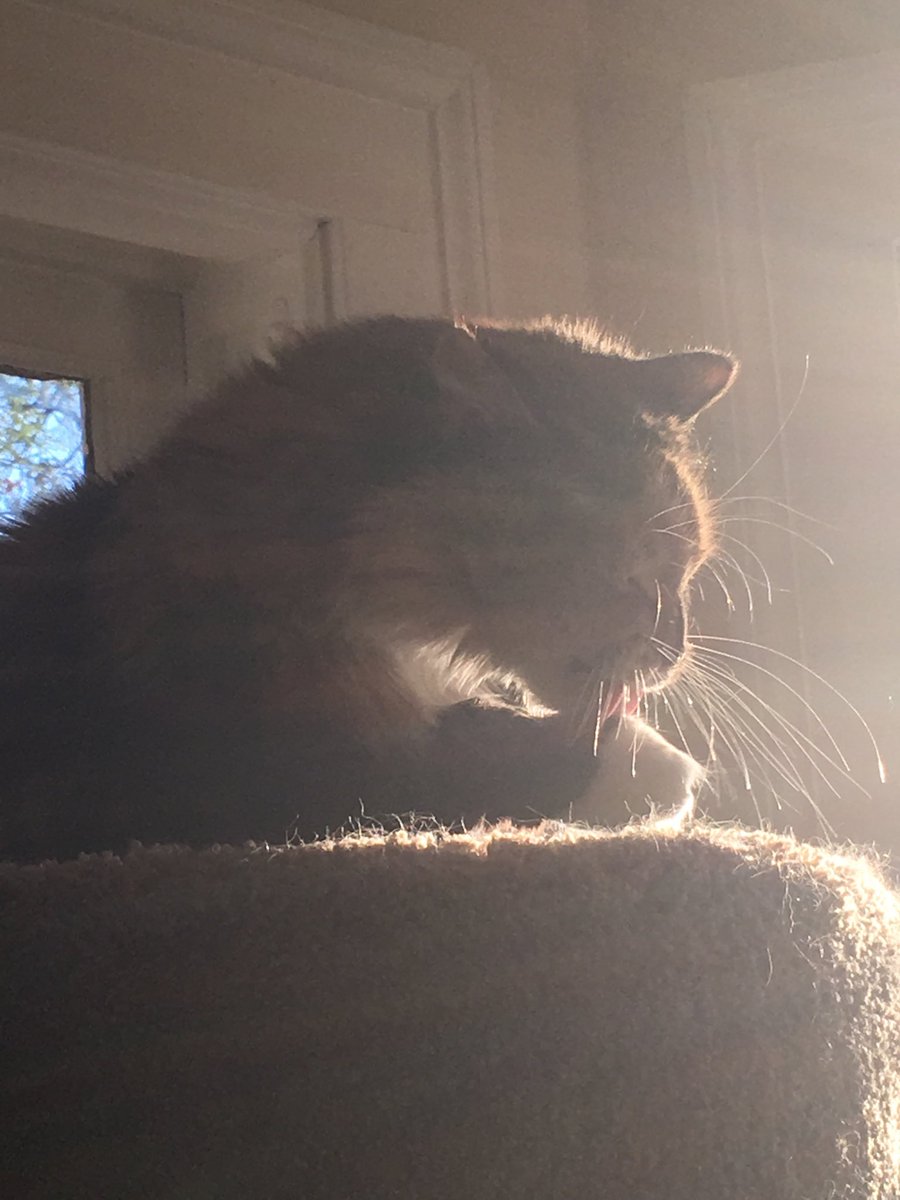 MJ_Kitty85's tweet photo. #CatsOfTwitter #cats #CatsCountdown https://t.co/O9cOdipFZ1
