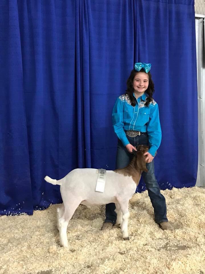 SACSGoatBarn's tweet photo. Bexar County Junior Livestock   Show ! Made it to Auction of Champions which takes place Saturday January 6th come help support the kids animal projects. @SACSGoatBarn @sacs_lions @AlumniSACS @sacs_athletics  @SACSGuidance https://t.co/N4W6OVlDHm