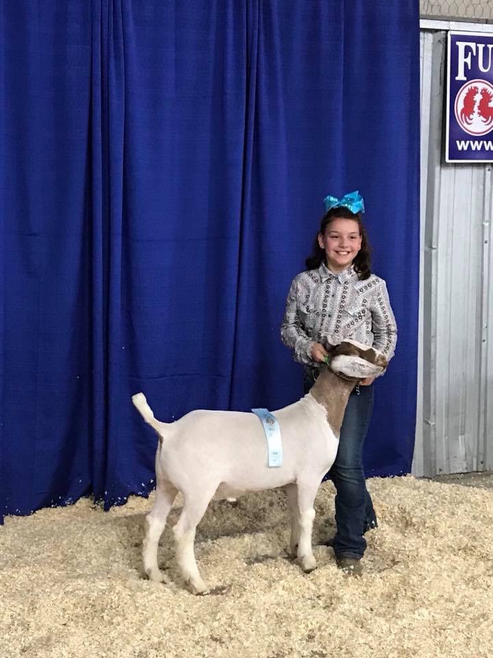 SACSGoatBarn's tweet photo. Bexar County Junior Livestock   Show ! Made it to Auction of Champions which takes place Saturday January 6th come help support the kids animal projects. @SACSGoatBarn @sacs_lions @AlumniSACS @sacs_athletics  @SACSGuidance https://t.co/N4W6OVlDHm