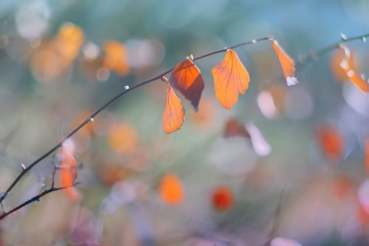Artistic Flowers Twitter Cover Twitter Background Twitrcovers