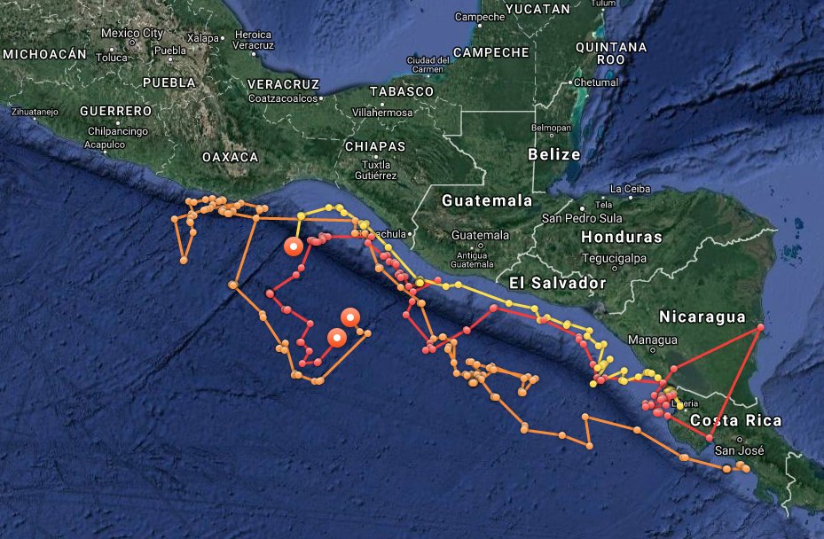OCEARCH's tweet photo. Female olive ridley sea turtles π’ Venus (Yellow), Faith (Orange), and Coral (Red) are up & pinging! #TAMUTurtles https://t.co/OaTTzOIcg2