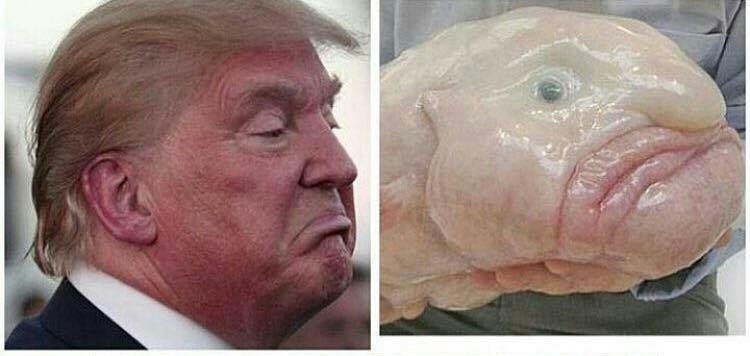 CMontyBurnsIII's tweet photo. Christian Conservatives don't believe humans evolved from fish. How about subhumans? #Laughs2018 #FBR https://t.co/qAzQLu1tnK